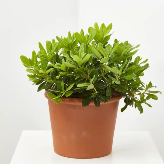 Comprar Pittosporo enano o Pittosporum tobira nana Pittosporo enano (Pittosporum tobira nana)