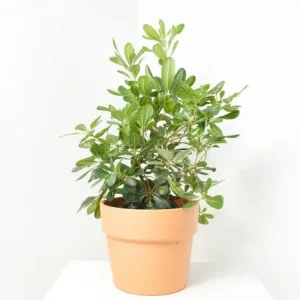 Pittosporo (Pittosporum tobira)