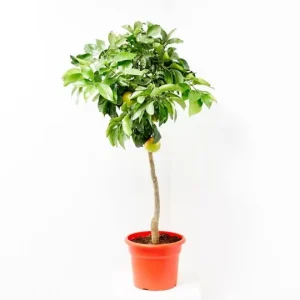 Pomelo en copa (Citrus paradisi)