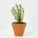 Romero en maceta (Rosmarinus officinalis)