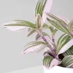 Tradescantia nanouk