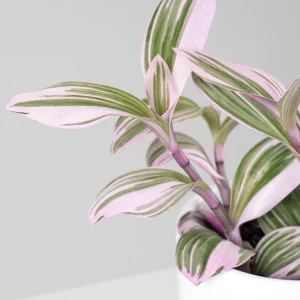 Tradescantia nanouk