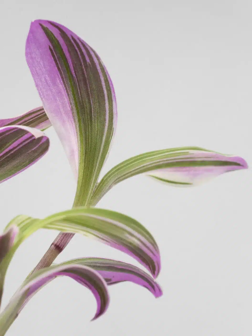 Tradescantia nanouk - Imagen 3