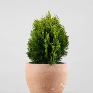 Tuya oriental enana (Thuja orientalis 'Aurea Nana')