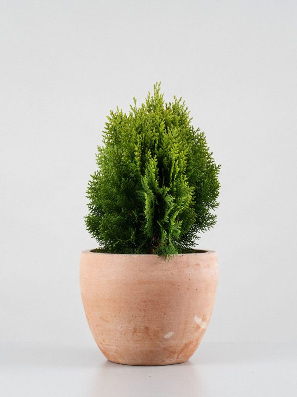 Tuya oriental enana (Thuja orientalis 'Aurea Nana')