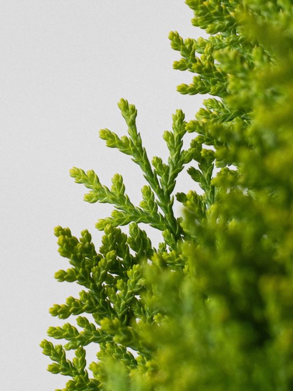 Tuya oriental enana (Thuja orientalis 'Aurea Nana') - Imagen 4