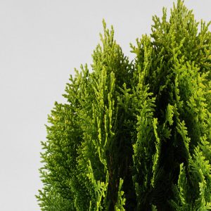 Comprar Tuya Oriental Thuja orientalis Aurea Nana barato