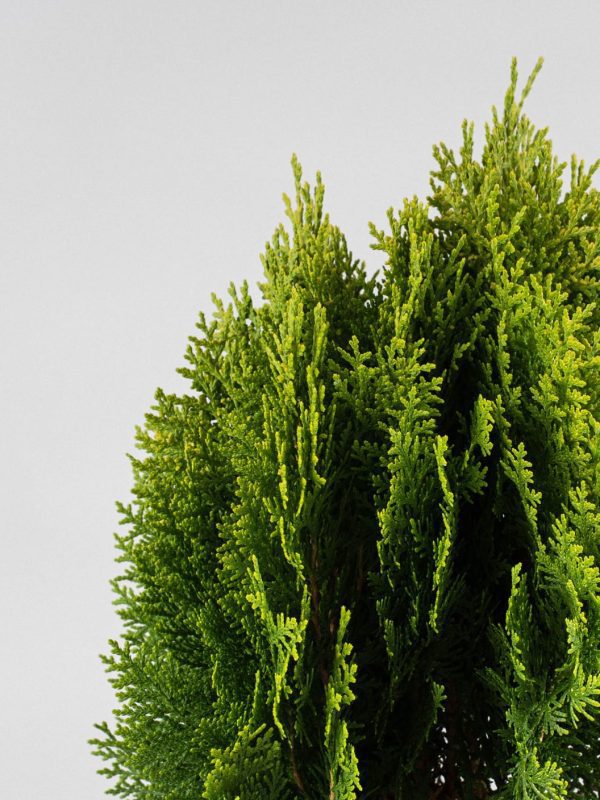 Tuya oriental enana (Thuja orientalis 'Aurea Nana') - Imagen 2