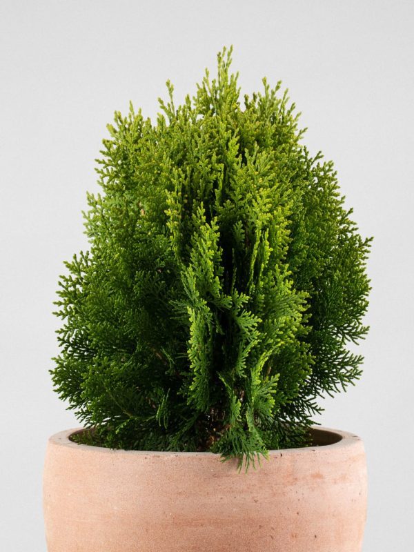 Tuya oriental enana (Thuja orientalis 'Aurea Nana') - Imagen 3