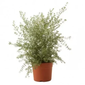 Westringia fruticosa