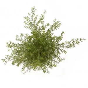 Comprar Westringia fruticosa barato