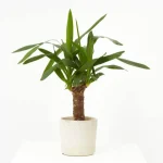 Yuca elegans (Yucca aloifolia 'Elegans')