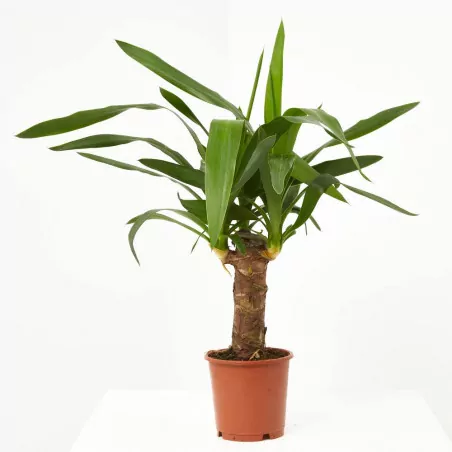 Comprar Yuca elegans envio a domicilio Yuca elegans (Yucca aloifolia 'Elegans') - Imagen 2