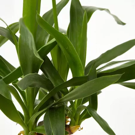 Comprar Yuca elegans online Yuca elegans (Yucca aloifolia 'Elegans') - Imagen 3