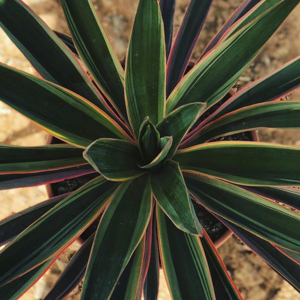 Comprar Yuca gloriosa Yuca gloriosa (Yucca gloriosa) - Imagen 3