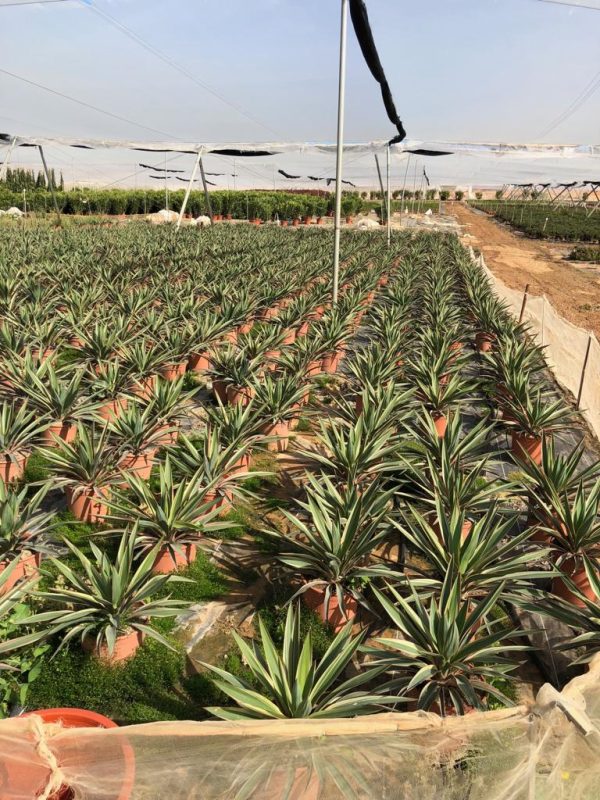 Comprar Yuca gloriosa envio a domicilio Yuca gloriosa (Yucca gloriosa) - Imagen 2