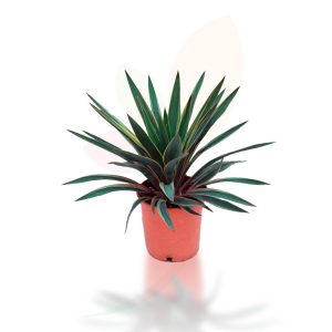 Yuca gloriosa (Yucca gloriosa)