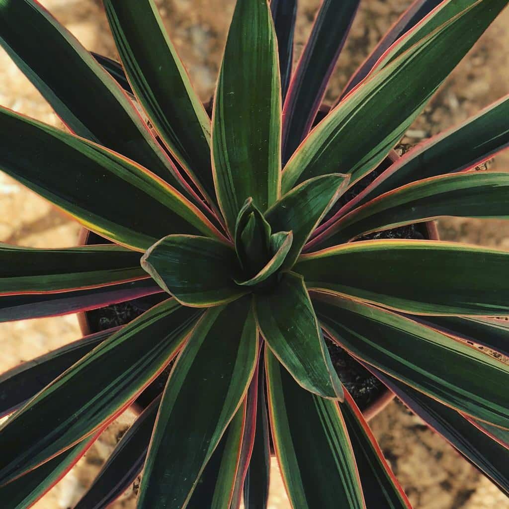 Yuca gloriosa (Yucca gloriosa) - Imagen 3