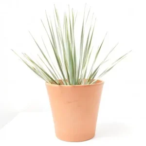 Yuca rostrata