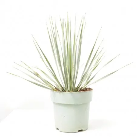 Comprar Yuca rostrata online Yuca rostrata - Imagen 3