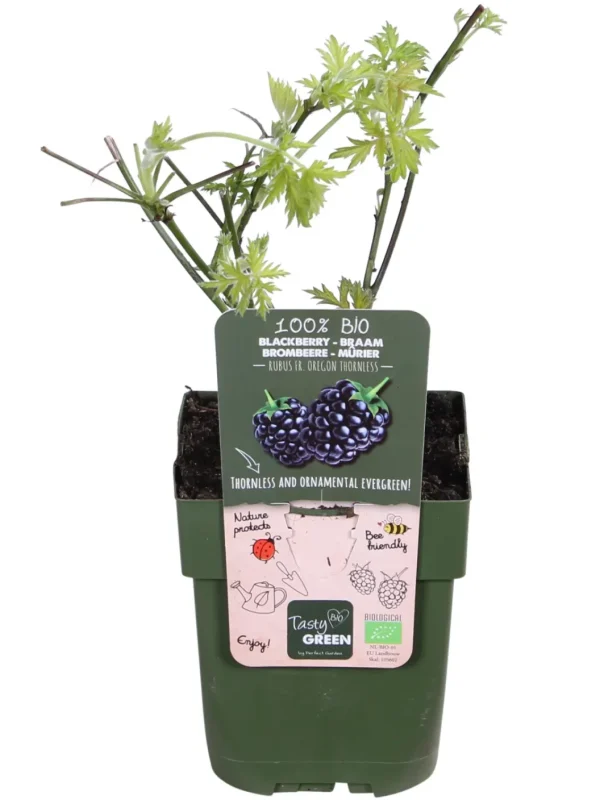 Comprar Zarzamora Rubus fruticosus envio a domicilio Zarzamora (Rubus fruticosus) - Imagen 2