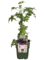 Zarzamora (Rubus fruticosus)