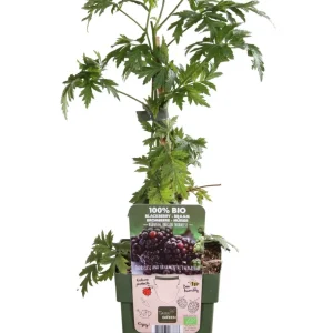 Zarzamora (Rubus fruticosus)