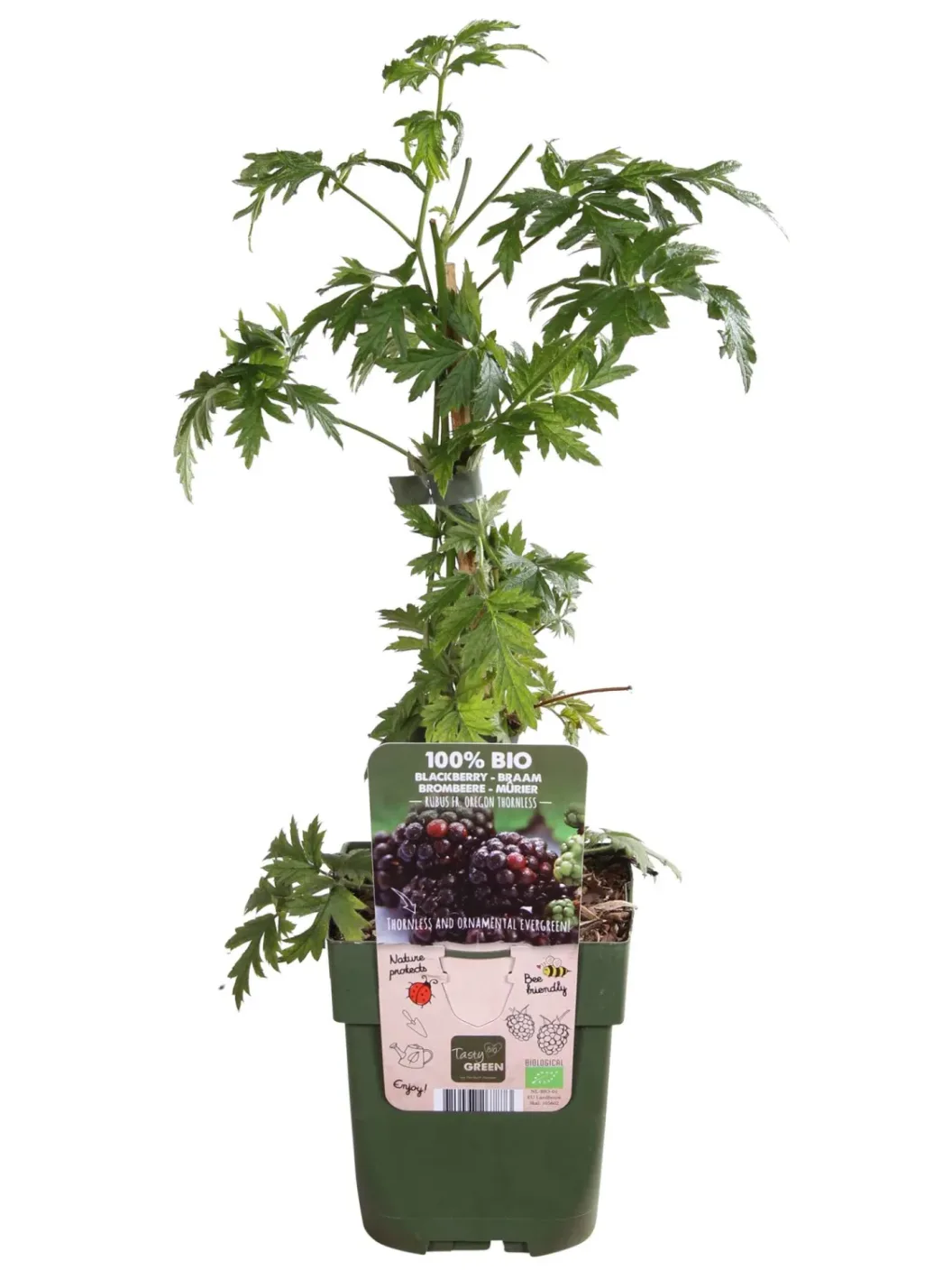 Comprar Zarzamora Rubus fruticosus online Zarzamora (Rubus fruticosus)