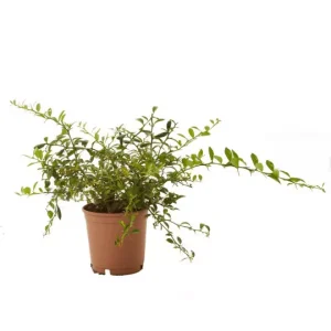 Árbol de caviar cítrico (Microcitrus australasica)