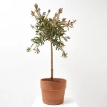 Árbol del cepillo en copa (Callistemon laevis)