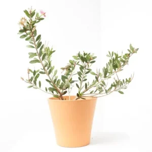 Árbol del cepillo rosa (Callistemon laevis 'Pink')