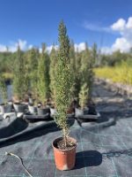 Ciprés común (Cupressus sempervirens)