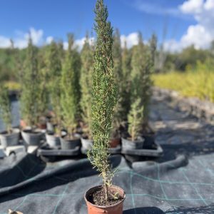 Ciprés común (Cupressus sempervirens)