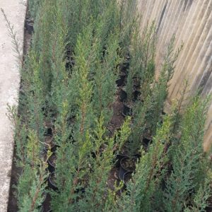 Comprar cipres comun o Cupressus sempervirens online