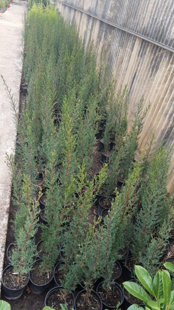 Comprar cipres comun o Cupressus sempervirens online Ciprés común (Cupressus sempervirens) - Imagen 2