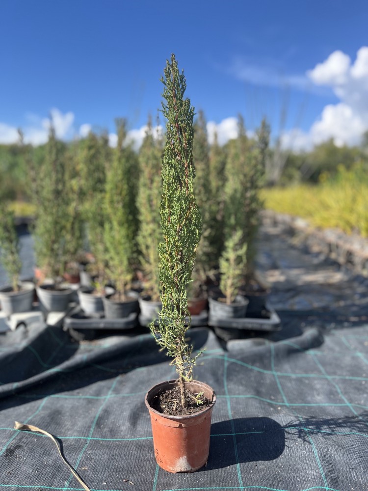 Comprar cipres comun o Cupressus sempervirens Ciprés común (Cupressus sempervirens)