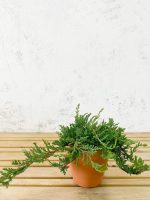 Juniperus rastrero 'Prince of Wales'