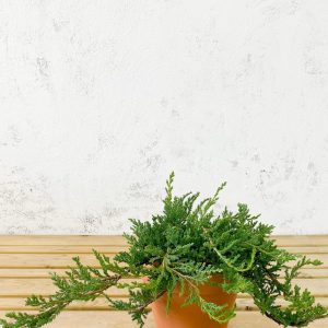 Juniperus rastrero 'Prince of Wales'