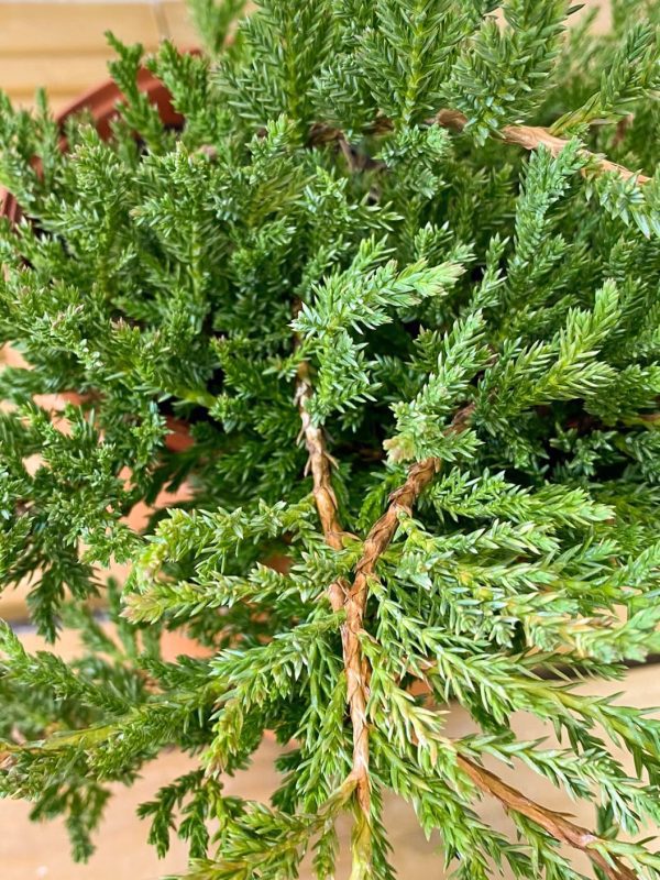Comprar enebro rastrero o Prince of Wales envio a domicilio Juniperus rastrero 'Prince of Wales' - Imagen 2
