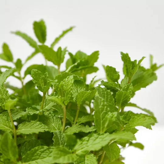Comprar hierba buena barata Hierbabuena (Mentha spicata) - Imagen 2
