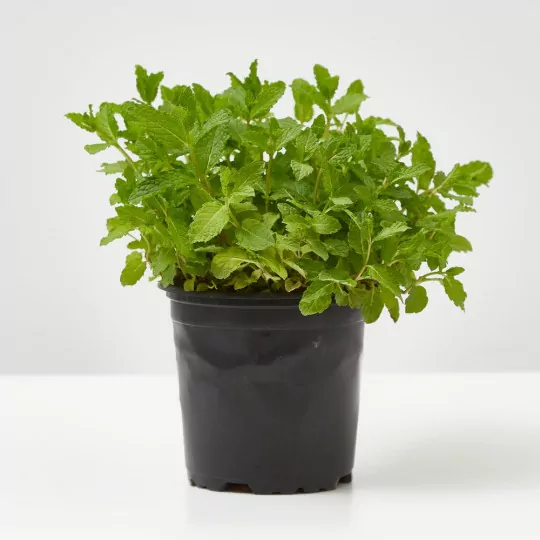 Comprar hierba buena envio a domicilio Hierbabuena (Mentha spicata) - Imagen 3