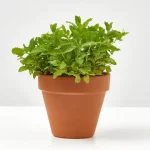 Hierbabuena (Mentha spicata)