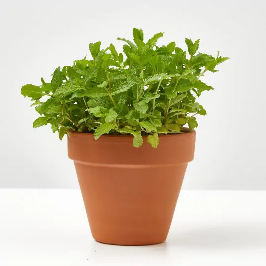 Comprar hierba buena online Hierbabuena (Mentha spicata)