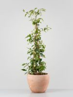 Trachelospermum jasminoides (Jazmín estrellado)