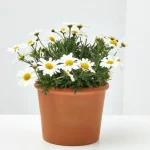 Margarita (Argyranthemum frutescens)