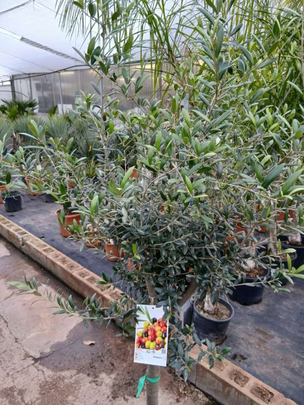 Olivo (Arbequina) - Imagen 2
