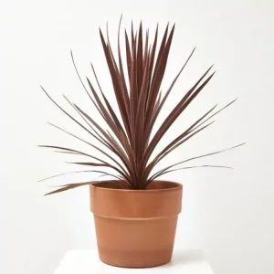 Cordyline roja (Cordyline australis 'Red')
