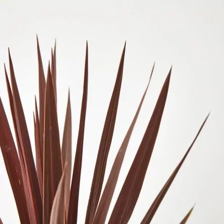 Comprar palmera Cordyline roja envio a domicilio Cordyline roja (Cordyline australis 'Red') - Imagen 2