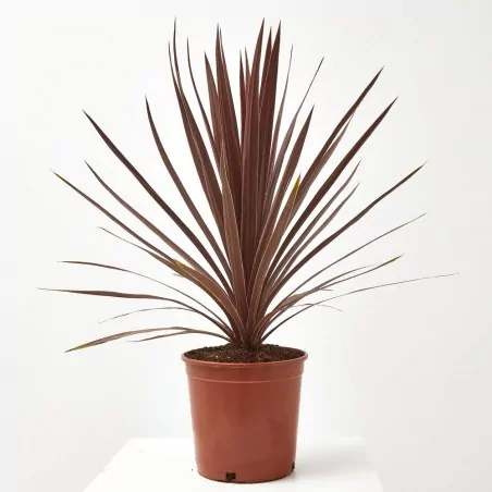 Comprar palmera Cordyline roja online Cordyline roja (Cordyline australis 'Red') - Imagen 3