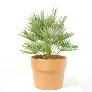 Palmito (Chamaerops humilis)